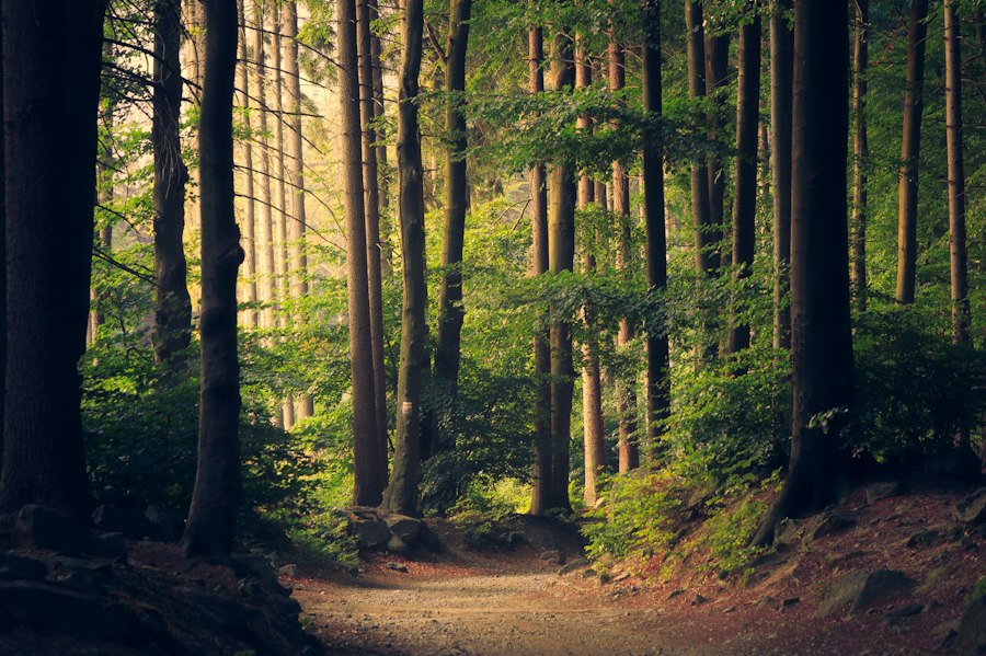 Études environnementales — biodiversité et impact